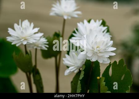 Anemonella thalictroides Kikuzaki im Frühling blüht Weiß im Garten Stockfoto