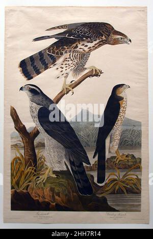 Goshawk, Stanley Hawk (Nr. 29) 1830 John James Audubon Amerikaner, geboren Haiti. Goshawk, Stanley Hawk (Nr. L 29, S. John James Audubon (Amerikaner (geboren in Haiti), Les Cayes (Saint-Domingue) 1785–1851 New York). 1830. Drucken. Ausdrucke Stockfoto