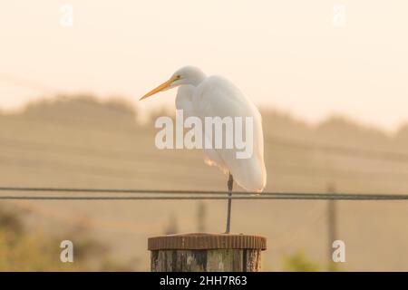 Profil eines Großreiher Stockfoto