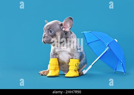 Regenhund. Französischer Bulldog-Welpe mit Regenschirm und Regenstiefeln auf blauem Hintergrund mit Kopierraum Stockfoto