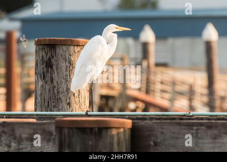 Toller Reiher an einem Dock Stockfoto