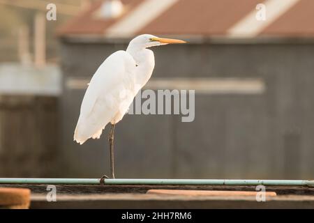 Porträt eines Großreiher Stockfoto