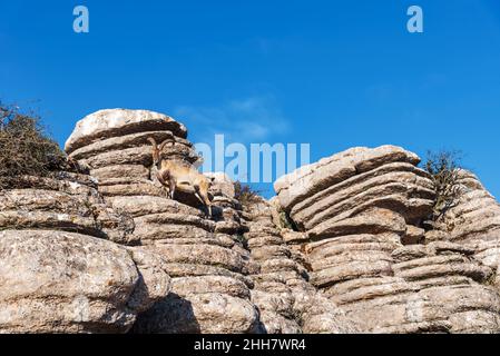 Bergziege unter den Steinen, die vom Wetter im Naturgebiet El Torcal de Antequera geformt wurden. Stockfoto