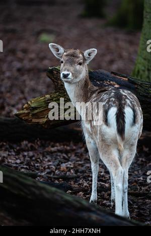 Ein junger Hirsch steht im dunklen Wald und schaut sich um. Stockfoto