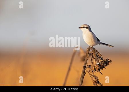 Ein großer Grauwürger (Lanius excubitor), der im Winter auf einer Sonnenblume thront. Stockfoto