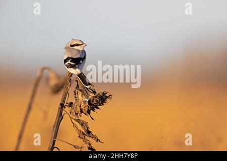 Ein großer Grauwürger (Lanius excubitor), der im Winter auf einer Sonnenblume thront. Stockfoto