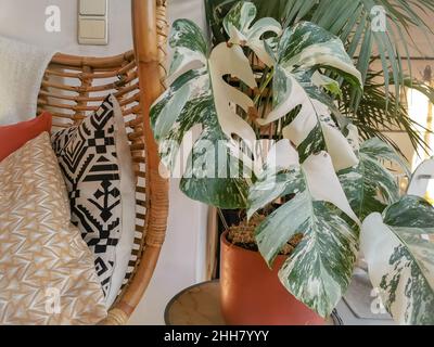 Tropische Monstera albo borsigiana oder variierte Monstera-Zimmerpflanze, Vollpflanze in einem Boho-Innenraum. Seltene und teure Pflanze. Stockfoto