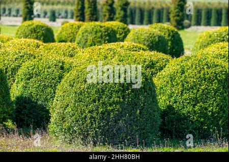 Zierbäume und Box Topiary Balls Pflanzen wachsen auf Plantagen auf  Baumschulen in Nordbrabant, Niederlande Stockfotografie - Alamy