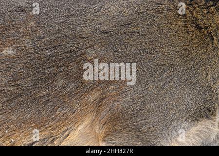 Echte Textur schöne Haut von Hirschen. Natur Tierkörper und Pelzmuster Stockfoto