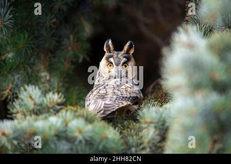 Nahe junge Eule sitzt in einem Baum und schaut auf die Kamera. Wildlife-Szene aus der Natur Stockfoto