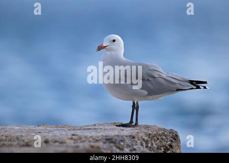 Die Audouin-Möwe (Ichthyaetus audouinii) thront auf einem Felsen entlang der Küste Stockfoto
