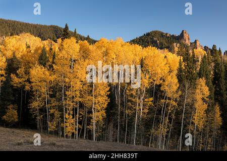 Der Espenhain mit den High Mesa Pinnacle Formationen leuchtet am späten Nachmittag dramatisch. Stockfoto