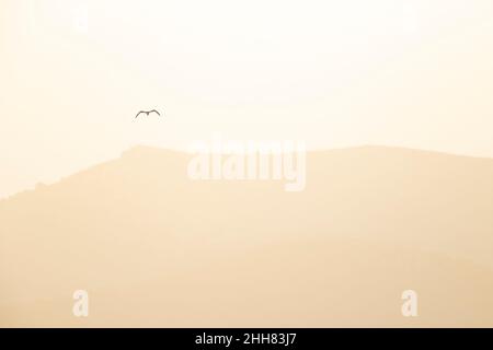 Die Audouin-Möwe (Ichthyaetus audouinii) fliegt im Sonnenuntergang über dem Mittelmeer. Stockfoto