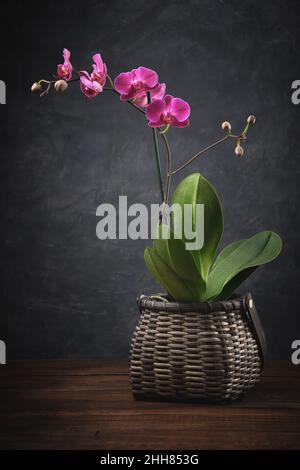 Schöne lila Phalaenopsis Orchideenblume. Luxus Mini Orchidea im Korb. Stockfoto