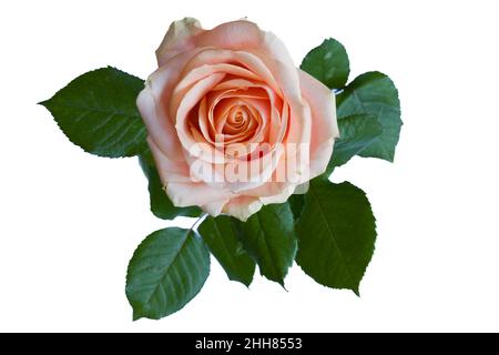 Isolierte Draufsicht auf eine schöne rosa Rose Stockfoto