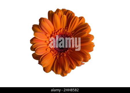 Abgelegene Draufsicht auf eine wunderschöne orange Gerbera Stockfoto