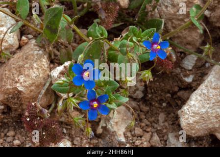 Anagallis arvensis var. caerulea ist eine blaue Varietät des scharlachroten Pimpernels (blauer Pimpernel). Dieses Bild wurde auf Zypern aufgenommen. Stockfoto