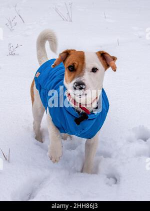 Bicolor Jack Russell Terrier steht auf dem Schnee draußen in einer blauen Weste und einem roten Kragen mit einem Anhänger in Form eines schwarzen Knochens, er schaut auf die Ca Stockfoto