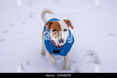 Bicolor Jack Russell Terrier steht auf dem Schnee draußen in einer blauen Weste und einem roten Kragen mit einem Anhänger in Form eines schwarzen Knochens, er schaut auf die Ca Stockfoto