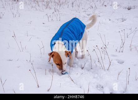 Bicolor Jack Russell Terrier, der draußen auf dem Schnee in einer blauen Weste und einem roten Kragen mit einem Anhänger in Form eines schwarzen Knochens steht, schlingt den Ball Stockfoto