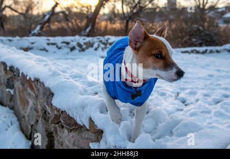 Bicolor Jack Russell Terrier steht auf einer Ziegelwand auf dem Schnee im Park in einer blauen Weste und einem roten Kragen mit einem Anhänger in Form eines schwarzen Knochens, Stockfoto