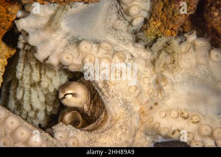 Diese weibliche Tag Octopus, Octopus cyanea, tendenziell zu den Tausenden der Eier, die Sie an die Spitze ihrer Höhle, Hawaii angehängt hat. Stockfoto