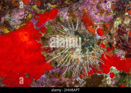 Diese endemische stachelige Auster, Spondylus gloriosus, wird häufig in tiefen Gewässern in Höhlen und unter Überhängen auf Hawaii gefunden. Stockfoto