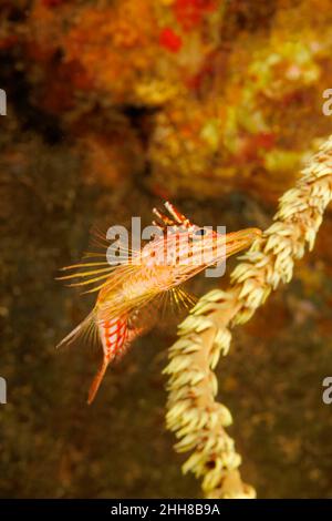 Die Unterseite eines Langnasenhahns, Oxycirrhits typus, im Mittelwasser neben Drahtkorallen vor der Küste von Maui, Hawaii. Stockfoto