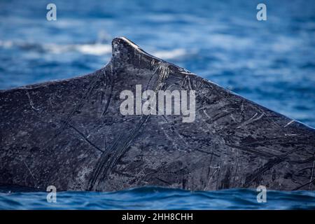 Ein genauer Blick auf die Rückenflosse und Narben auf der Seite eines Buckelwals, Megaptera novaeangliae, während er die Oberfläche bricht, Hawaii. Stockfoto