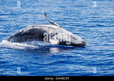 Dieses brüchende Buckelwal-Kalb, Megaptera novaeangliae, ist wahrscheinlich etwa einen Monat alt und testet seine Sprungfähigkeiten, Hawaii. Stockfoto