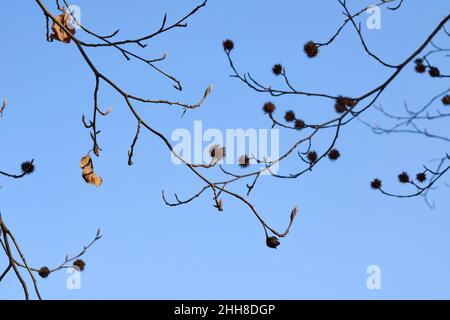 Fagus sylvatica Baum im Winter Stockfoto