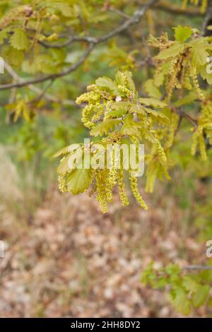 Quercus robur Baum in Blüte Stockfoto