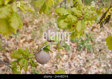 Quercus robur Baum in Blüte Stockfoto