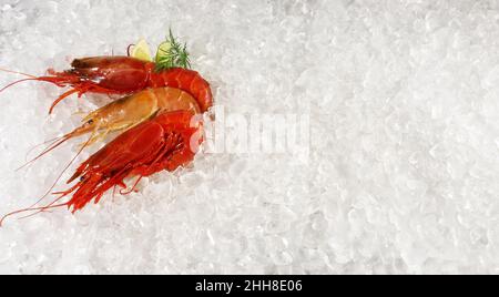Garnelen und Carabinero Shrimps auf weißem Eishintergrund Stockfoto