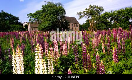 New England Feld der Frühling Wildblumen Stockfoto