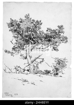 Cedars, Bellport, Long Island 1880 Andrew Fisher Bunner. Zedern, Bellport, Long Island. Andrew Fisher Bunner (1841–1897). Amerikanisch. 1880. Schwarze Tinte und Graphitspuren auf off-white wove paper Stockfoto