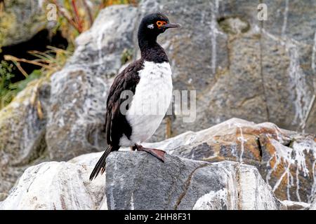 Ein König oder Blauäugiger Kormoran im Beagle-Kanal, Ushuaia, Feuerland, Argentinien, Südamerika Stockfoto