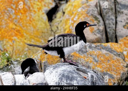 Ein König oder Blauäugiger Kormoran im Beagle-Kanal, Ushuaia, Feuerland, Argentinien, Südamerika Stockfoto