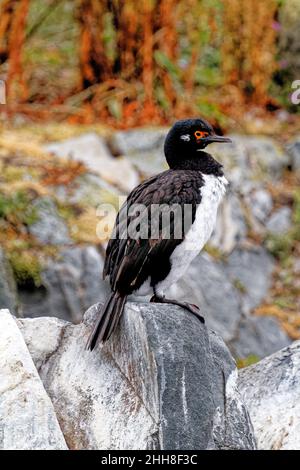 Ein König oder Blauäugiger Kormoran im Beagle-Kanal, Ushuaia, Feuerland, Argentinien, Südamerika Stockfoto