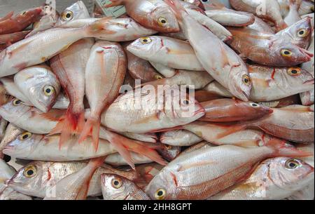 Fisch-Stall im indoor Fischmarkt, Loulé, Region Loulé, Algarve, Portugal Stockfoto