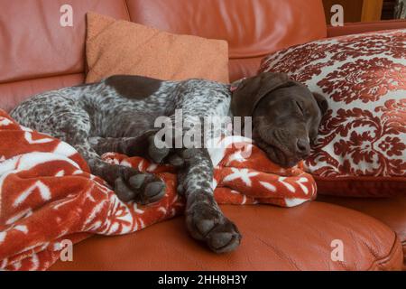 Niedlicher deutscher KurzhaarWelpe, der auf dem Sofa schläft Stockfoto