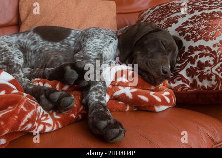 Niedlicher deutscher KurzhaarWelpe, der auf dem Sofa schläft Stockfoto