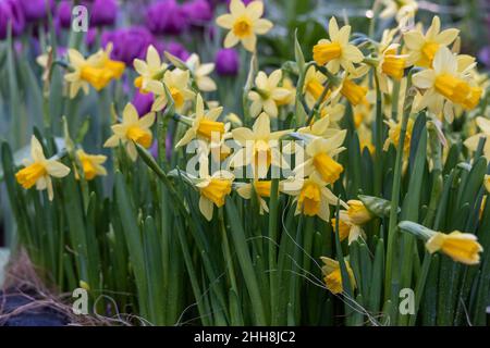 Varcissus Grand Soleil d'Or. Es hat Zweige mit mehreren kleinen gelben Blüten mit orangen Koronen. Stockfoto