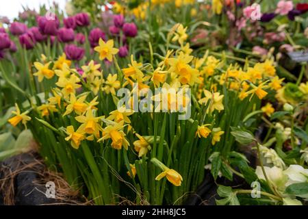 Varcissus Grand Soleil d'Or. Es hat Zweige mit mehreren kleinen gelben Blüten mit orangen Koronen. Stockfoto