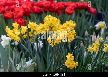 Varcissus Grand Soleil d'Or. Es hat Zweige mit mehreren kleinen gelben Blüten mit orangen Koronen. Stockfoto