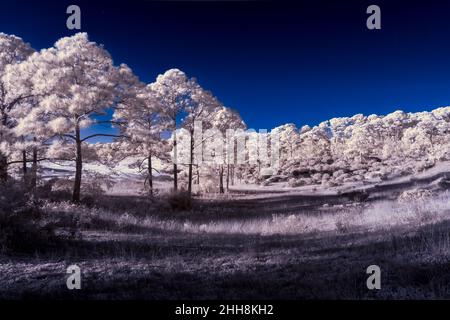 Infrarotfotografie lässt Bäume zum Glügen kommen IR720 Stockfoto