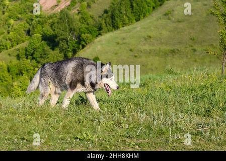 Ein ausgewachsener Husky-Hund geht auf einer Wiese auf dem grünen Gras Stockfoto