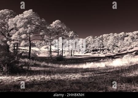 Infrarotfotografie lässt Bäume zum Glügen kommen IR720 Stockfoto
