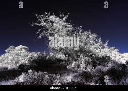 Infrarotfotografie lässt Bäume zum Glügen kommen IR720 Stockfoto