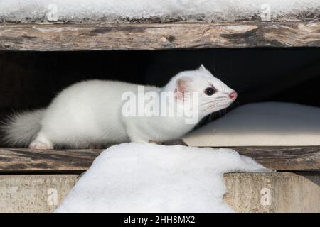 Seitenansicht des weißen Staus in seinem Winterversteck Stockfoto